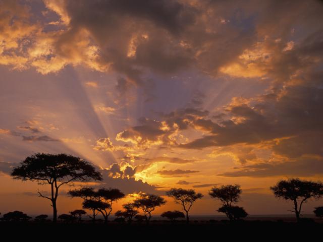 Acacia Trees at Twilight, Masai Mara Game Reserve, Kenya, Africa