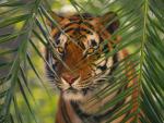 Bengal Tiger, South Asia