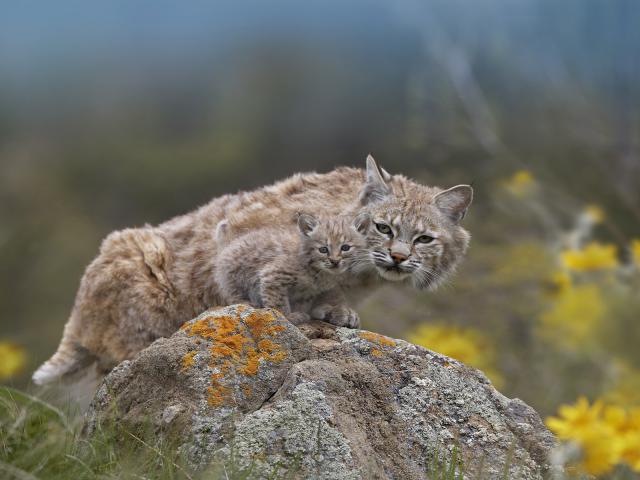 Bobcat Adult and Kitten