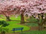 Cherry Tree, Evergreen Park, Bremerton, Washington