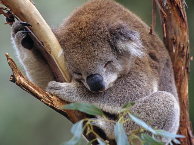 Do Not Disturb, Koala, Healesville Sanctuary, Victoria, Australia