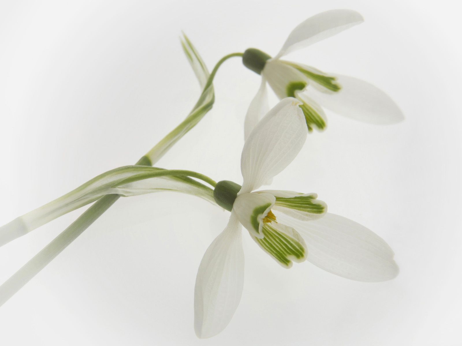 Close-Up of Snowdrops