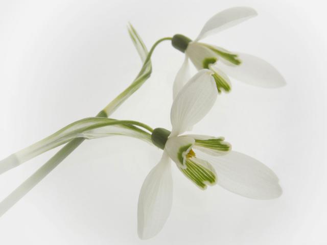 Close-Up of Snowdrops