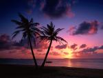 Coconut Palms at Sunset Saipan Northern Mariana Islands