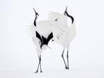 Courting Red-Crowned Cranes Hoikkado Japan