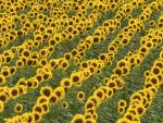 Cultivated Sunflowers Western Kansas