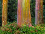 Eucalyptus Groove Along Hana Highway Maui Hawaii