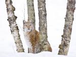 Eurasian Lynx Finland
