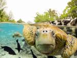 Face to Face with Green Sea Turtles Bora-Bora French Polynesia