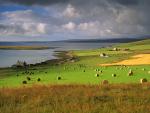 Farmland at Houton Orkney Islands Scotland