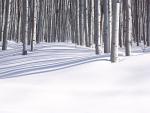 Forest in Winter Colorado