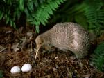 Kiwi Bird Watching Over Eggs New Zealand