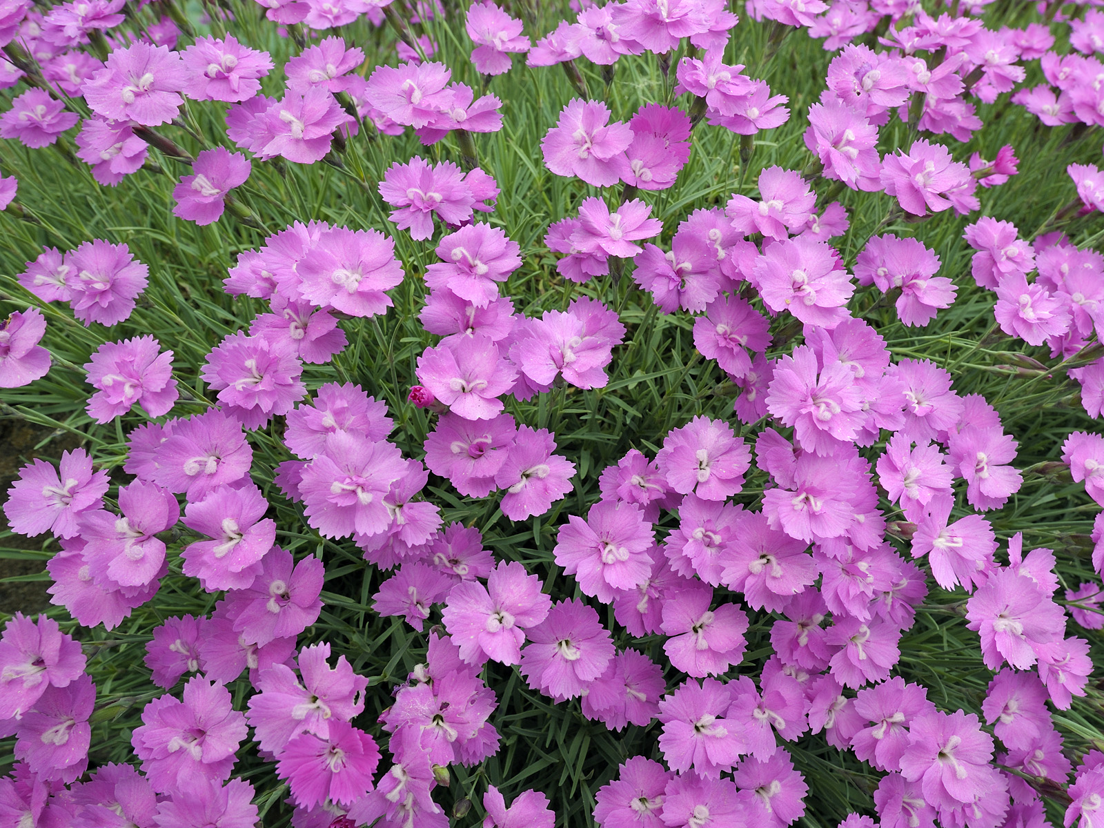Pink Dianthus Garden Bavaria Germany