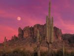 Saguaro Cactus Superstition Mountains Arizona