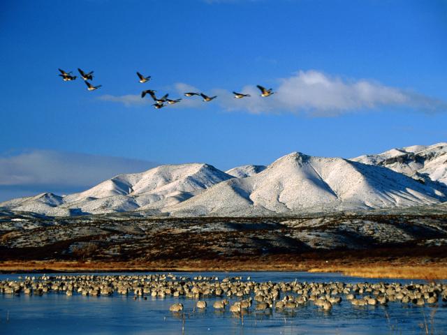 Sandhill Cranes & Flying Canadian Geese New Mexico