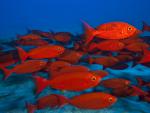 School of Goggle-Eyes Maldives