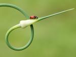 Seven-Spot Ladybird on a Garlic Plant