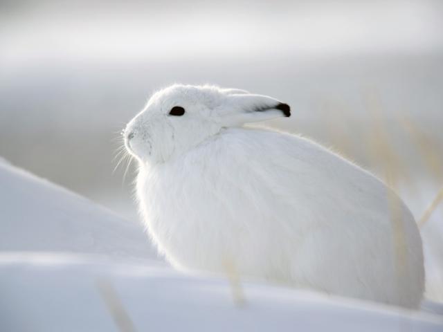 Snow Hare Churchill Manitoba