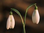 Snowdrop