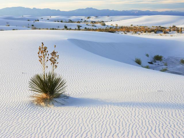 Soaptree Yucca and Gypsum Sand White Sands National Monument New Mexico