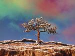 Tree Growing on a Rock Bryce Canyon Utah