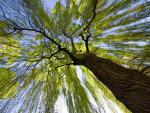 Willow Tree Christchurch New Zealand
