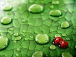Dew Drops and Ladybugs