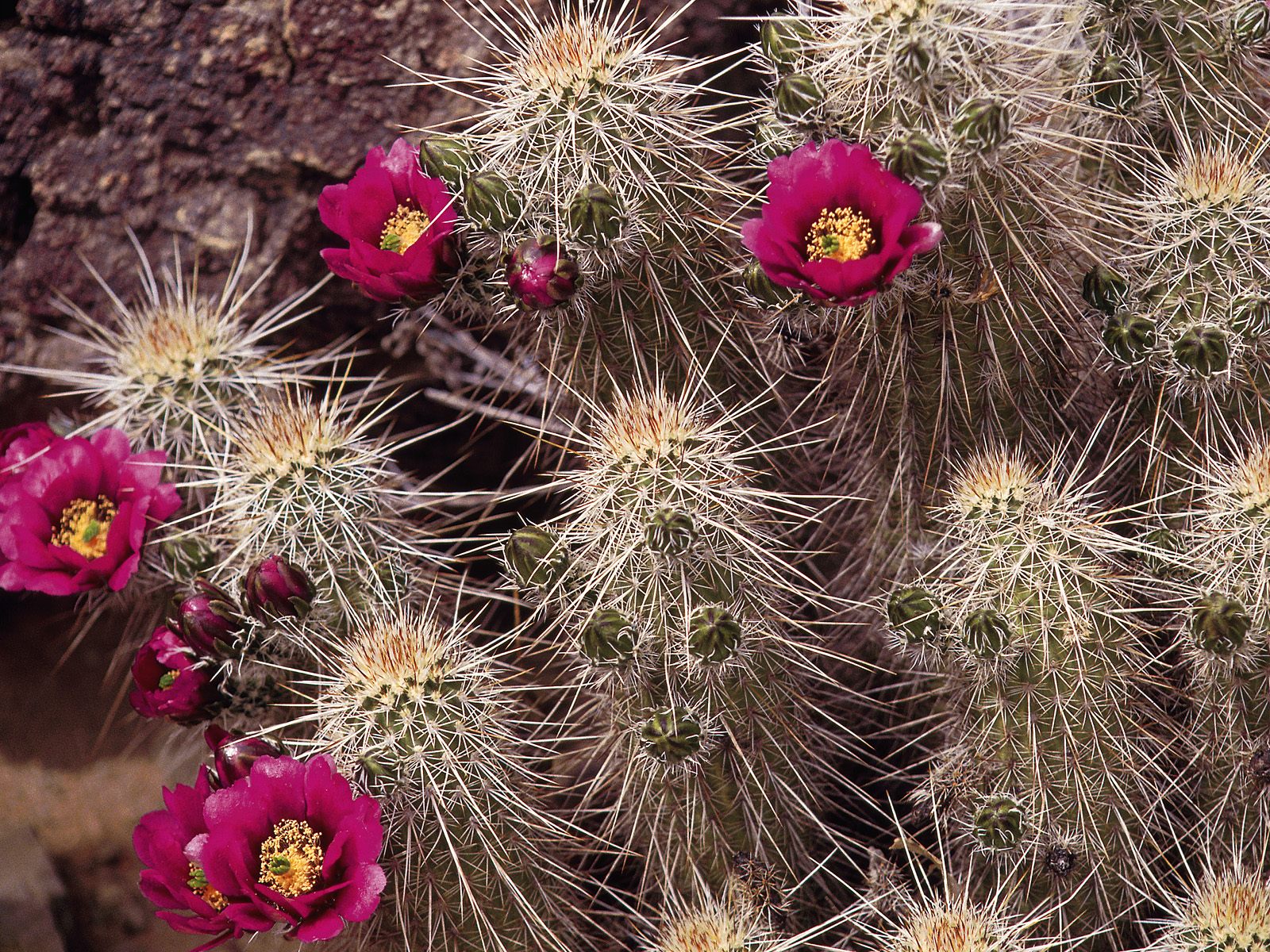Hedgehog Cactus, Sonora Desert Museum, Tucson, Arizona
