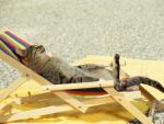 Summer Cat Nap