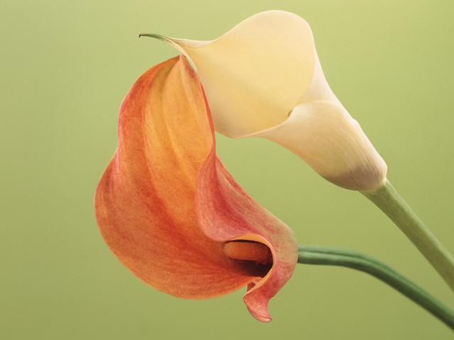 Delicate Calla Lilies