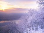 Icy Trees At Dawn Upper Mississippi National Wildlife Refuge Iowa