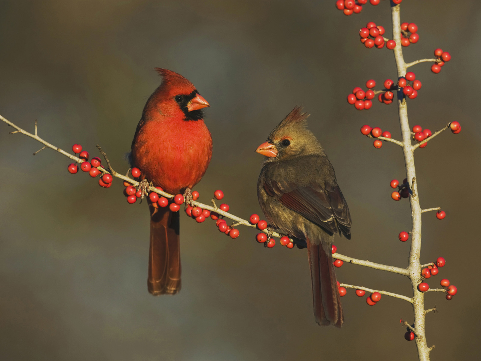 Northern Cardinals Eating Berries Hill Country Texas