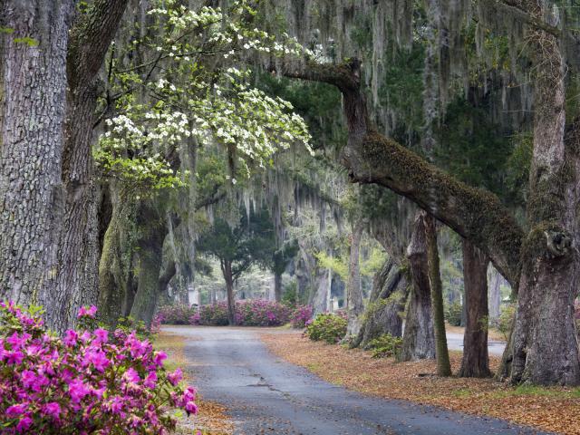 Oaks and Azaleas Savannah Georgia