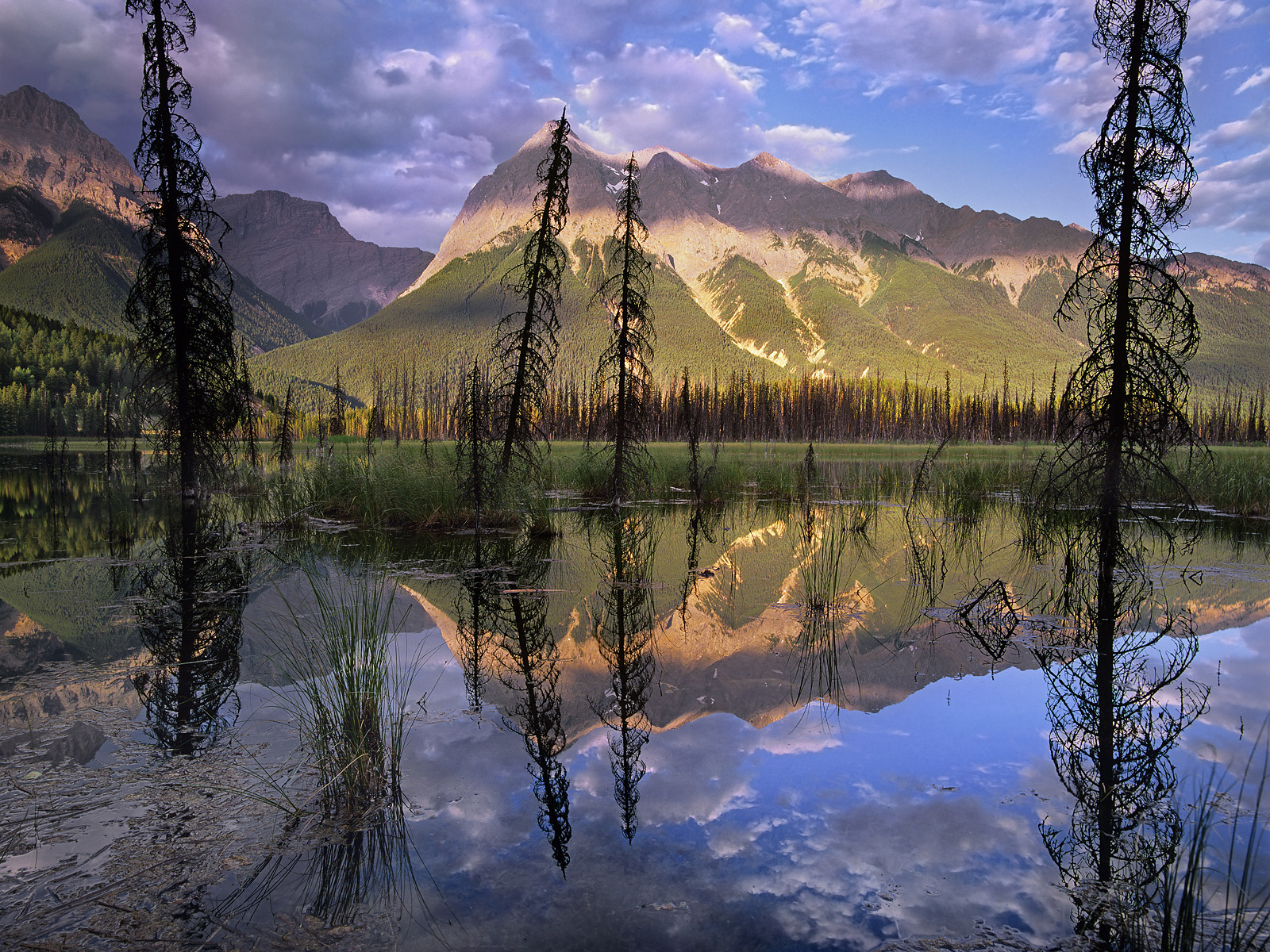 Ottertail Range Yoho National Park British Columbia Canada