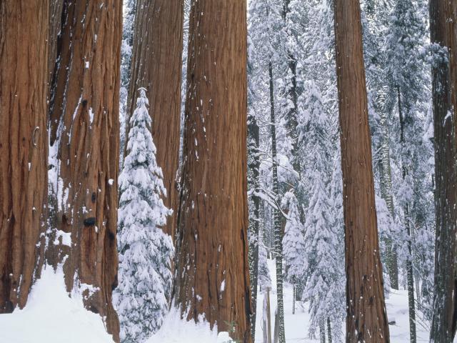 Redwood Trees in Winter Yosemite National Park Wyoming