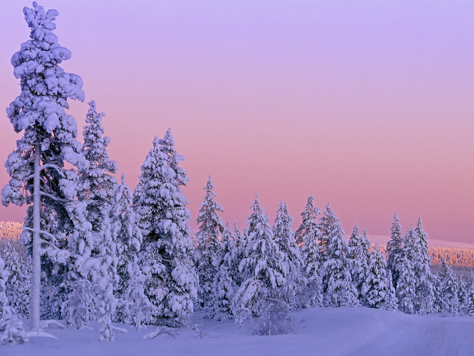 Snow-Covered Forest at Sunset Lapland Finland