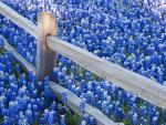 Texas Bluebonnets Along Fence Line