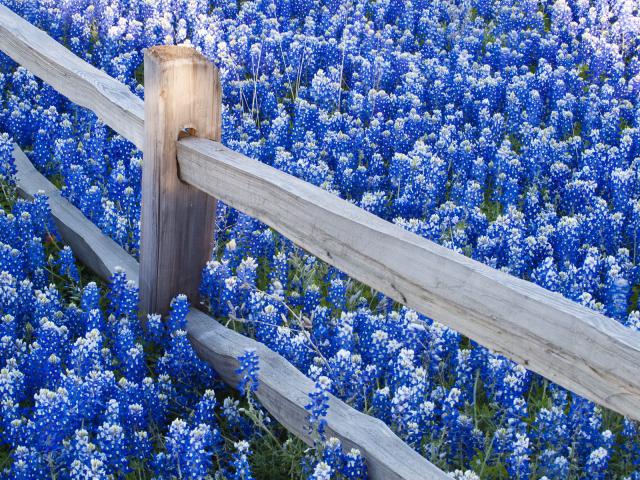 Texas Bluebonnets Along Fence Line