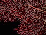 Tiny Pygmy Seahorse on a Sea Fan