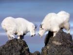 Twin Rocky Mountain Goats Olympic National Park Washington