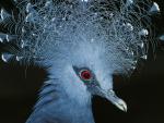 Victoria Crowned Pigeon