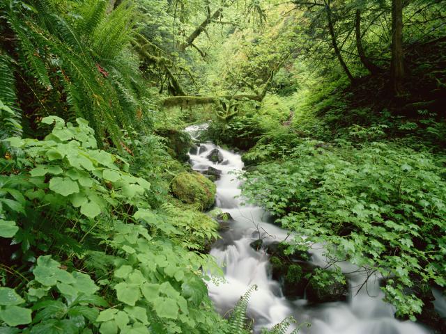 Wahkeena creek Columbia River Gorge Oregon