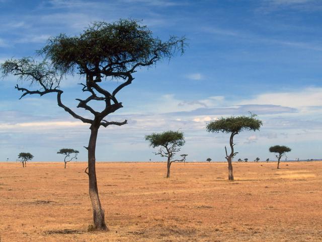 Scattered Acacia Trees Kenya Africa