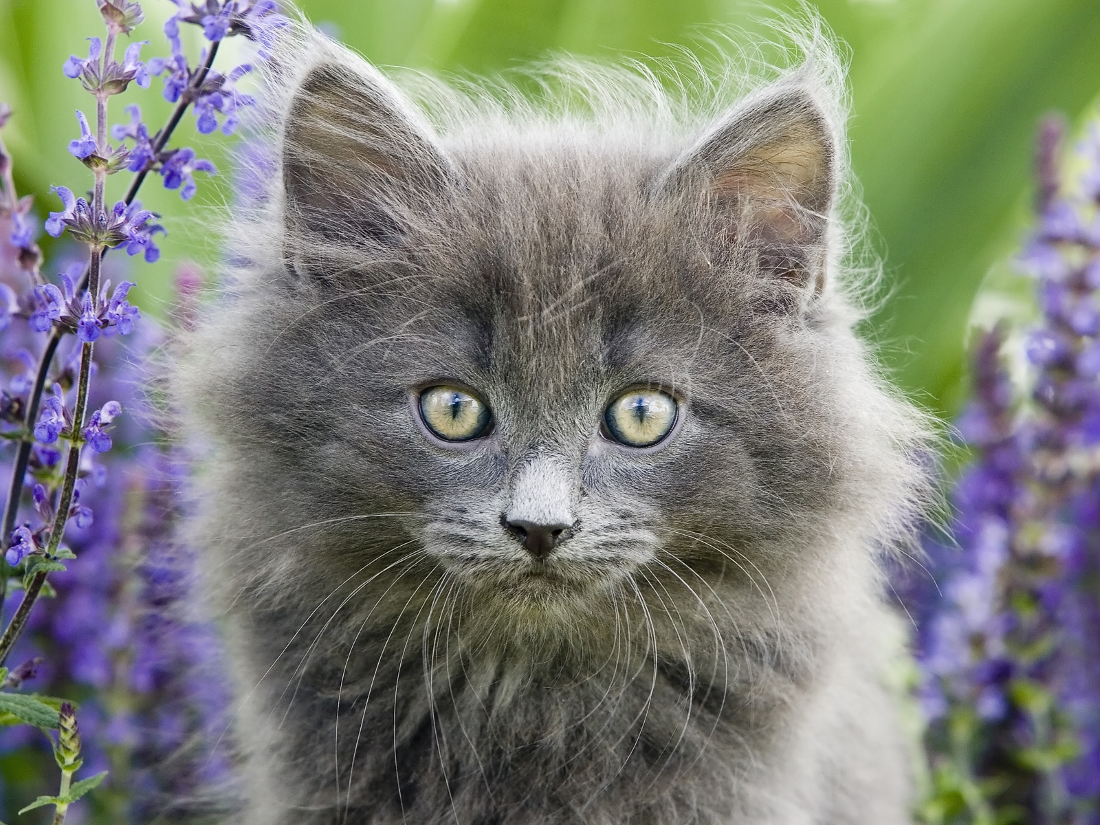 Norwegian Forest Cat Portrait, Oslo, Norway