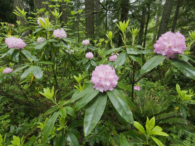 Pacific Rhododendrons, Olympic National Forest, Washington