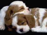Sleeping King Charles Spaniels