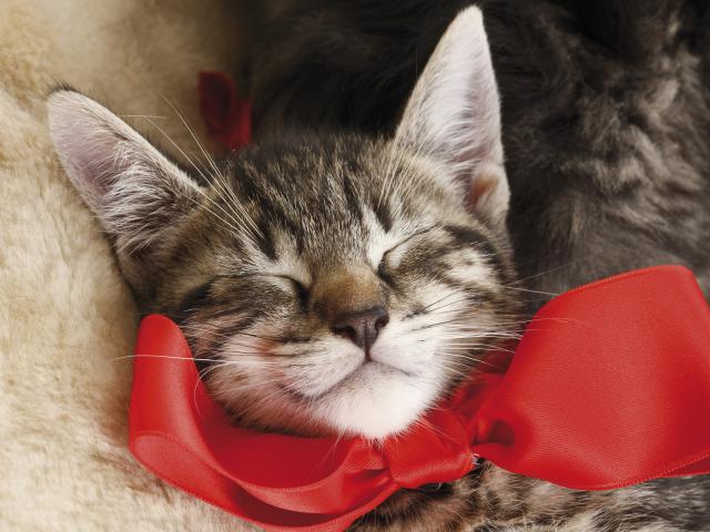 Sleeping Tabby