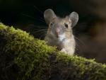 Yellow-Necked Field Mouse