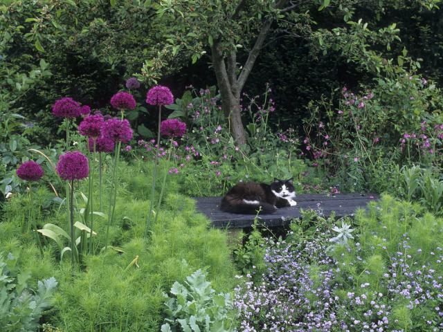 Resting Cat, Park Farm Garden, Essex, England