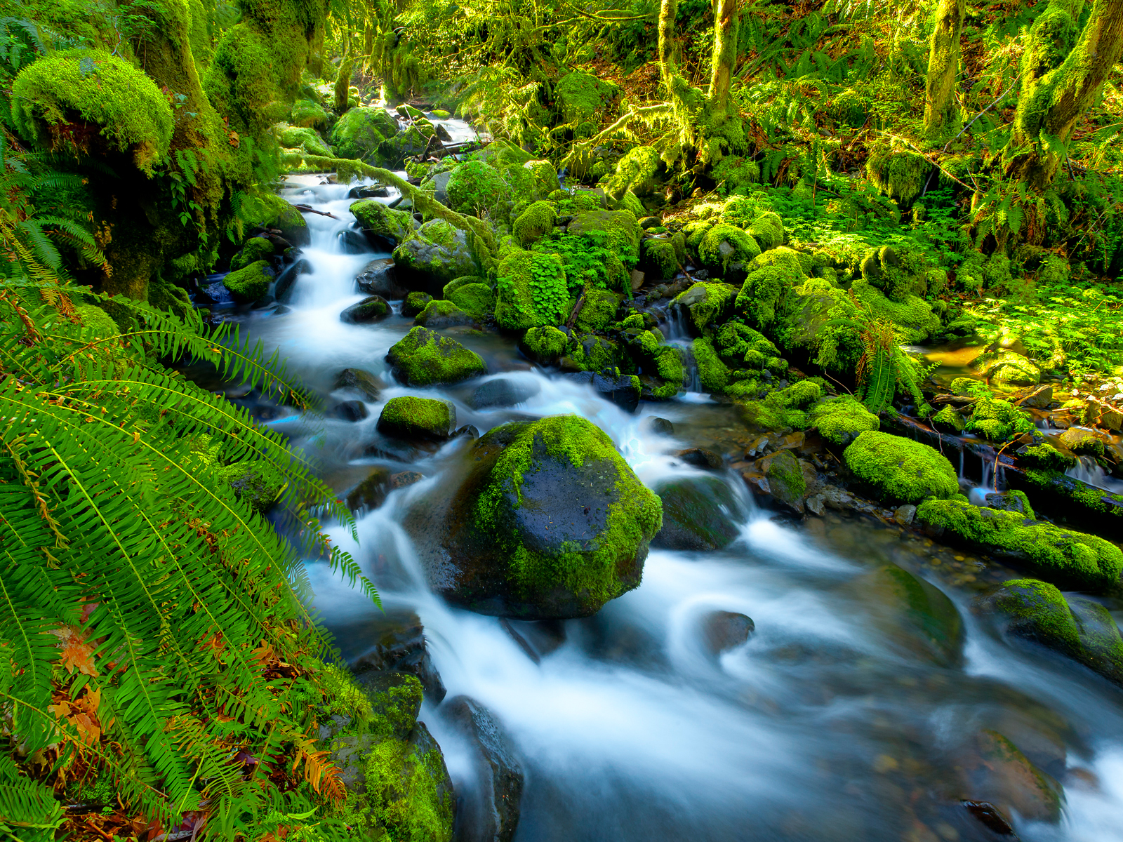 Gortan Creek, Hood River County, Oregon